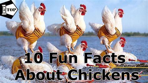 Fun facts about chickens. Things To Know About Fun facts about chickens. 